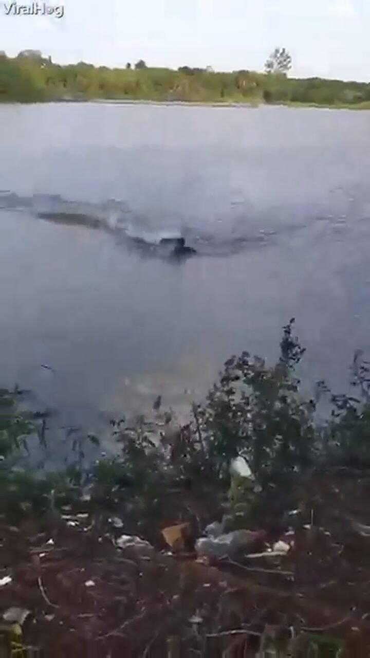 El impresionante ataque de un cocodrilo a un hombre en un lago de Brasil