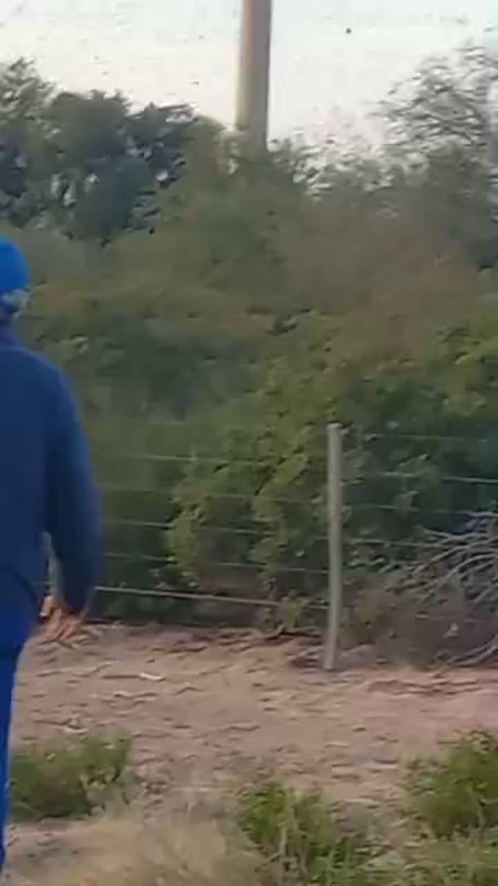 Langostas
