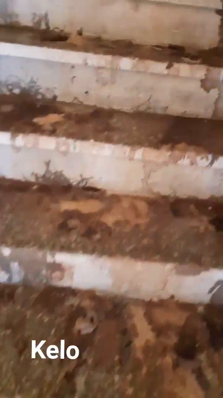 Cómo es la casa de los 50 gatos y dos perros, donde su dueña convivía con animales muertos