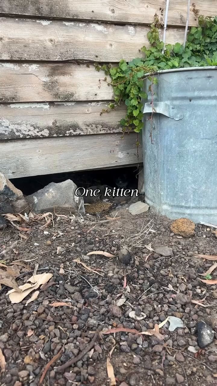 El emotivo rescate de un grupo de gatitos