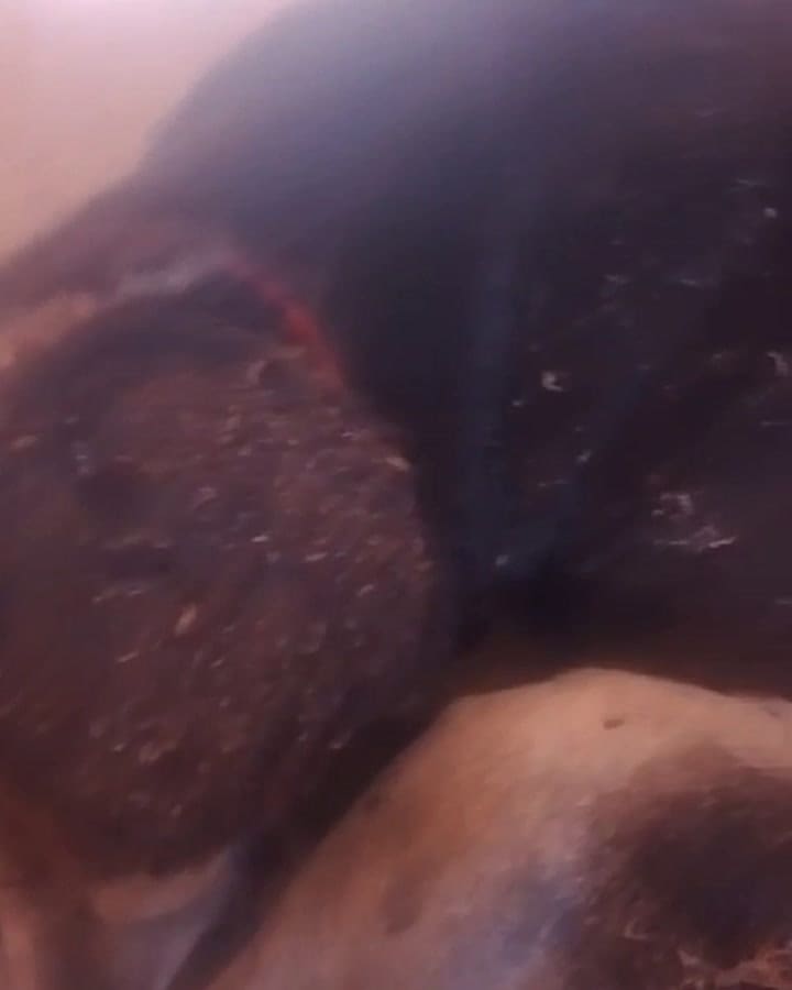 A Veco se lo estaban comiendo los gusanos
