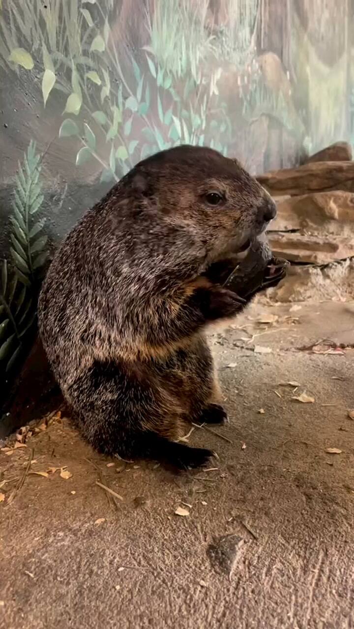 Marmota Comiendo
