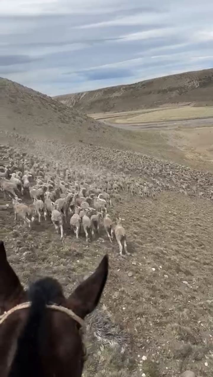 Video Borregos