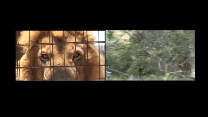 El horror de la "caza enlatada" en Sudáfrica