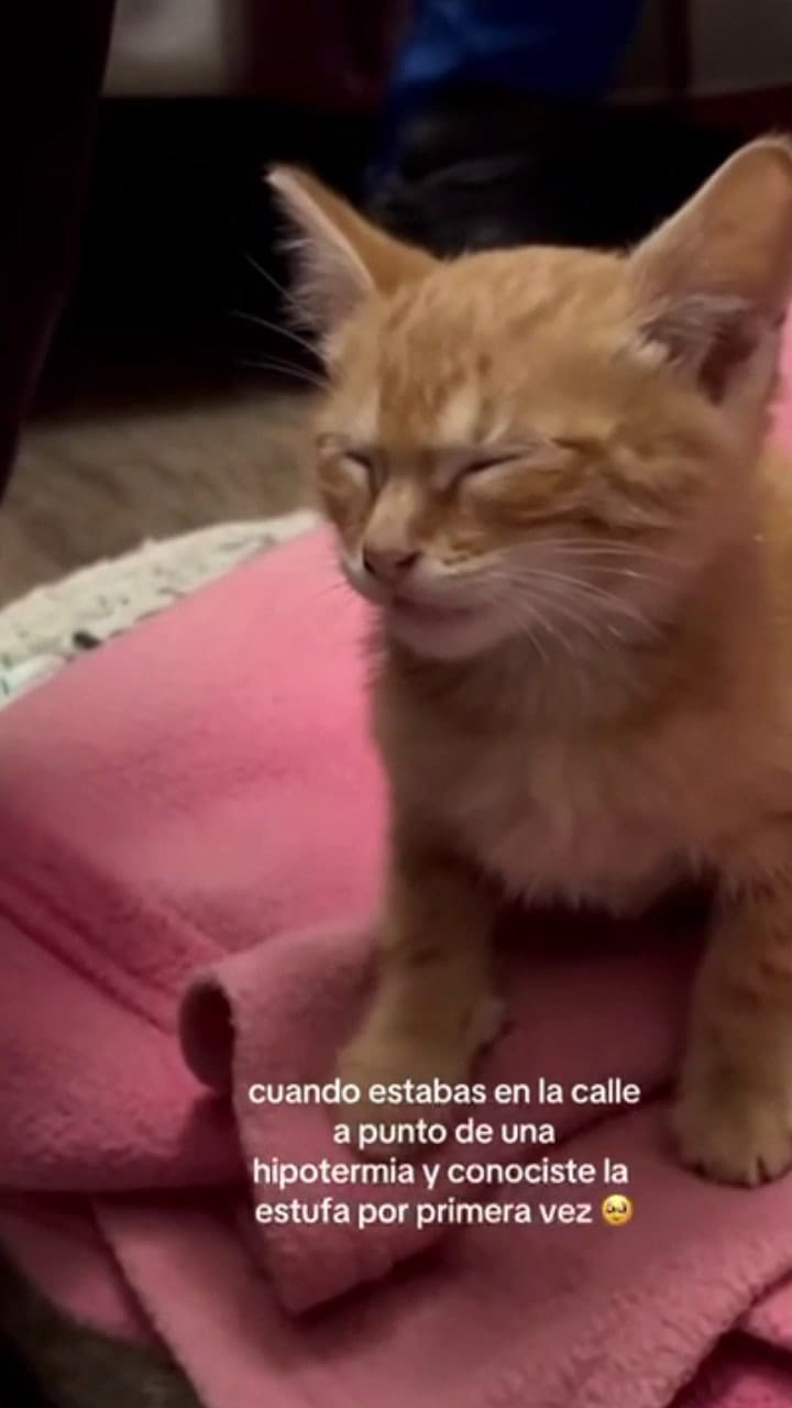 Naranjú amó el calor de la estufa desde el primer día