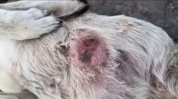 Carmiña perrita tumores