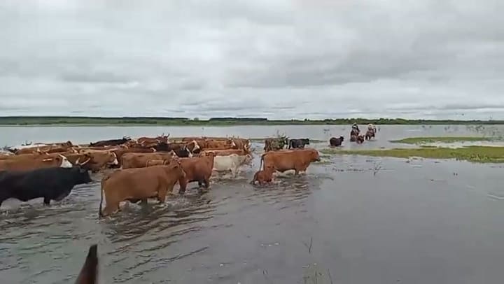 Arreo de vacas de las islas a tierra firme, en Goya, Corrientes, por la crecida del río Paraná