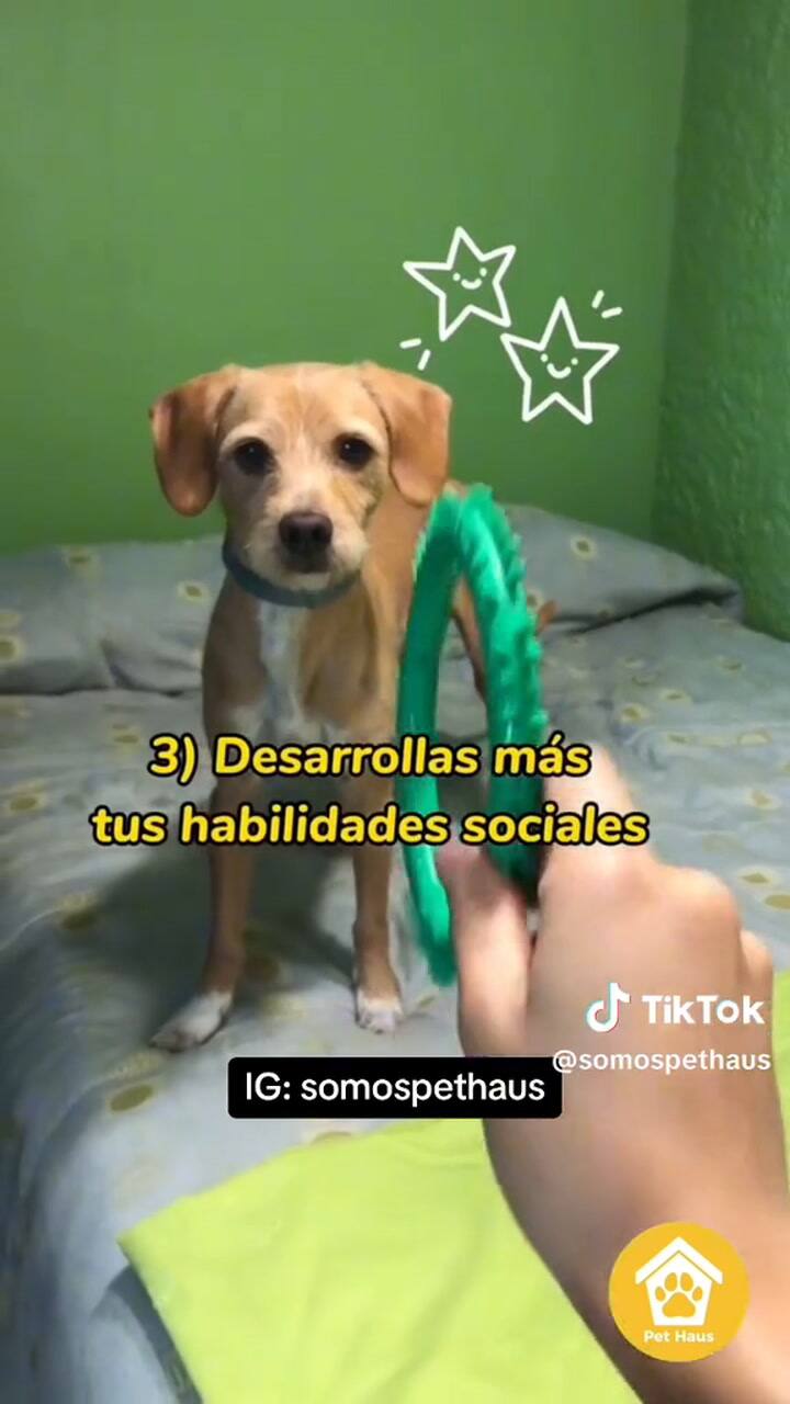 mascotas