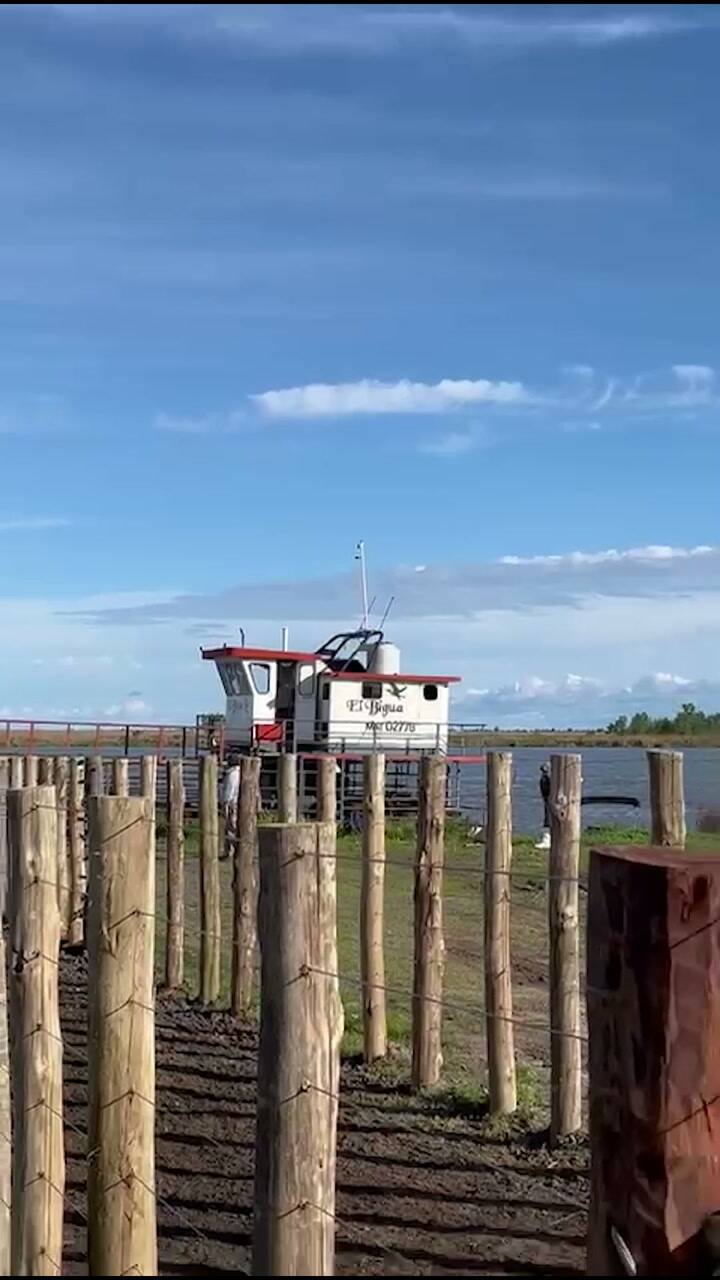 Salida de hacienda de las islas, en Victoria, Entre Ríos por temor a la crecida del río Paraná