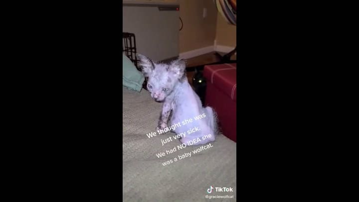 Pensaron que su gato estaba enfermo pero se llevaron una gran sorpresa