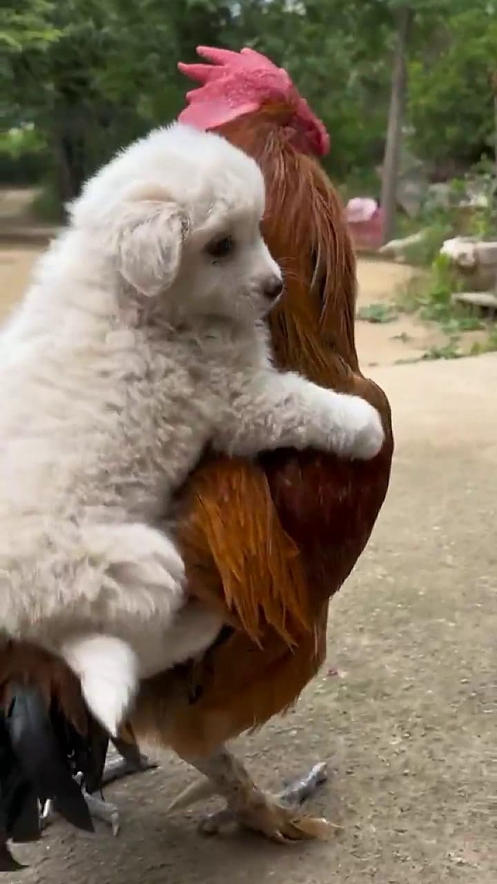 El gallo que se volvió viral en TikTok