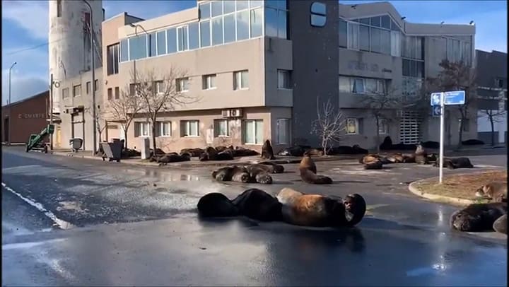 Invasión de lobos marinos en las calles de Mar del Plata