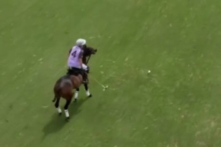 Gif Yegua