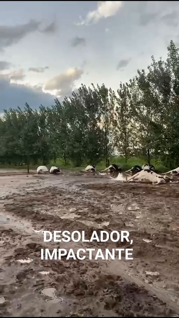 Encuentran decenas de vacas muertas tras una tormenta en Córdoba: apuntan a una centella