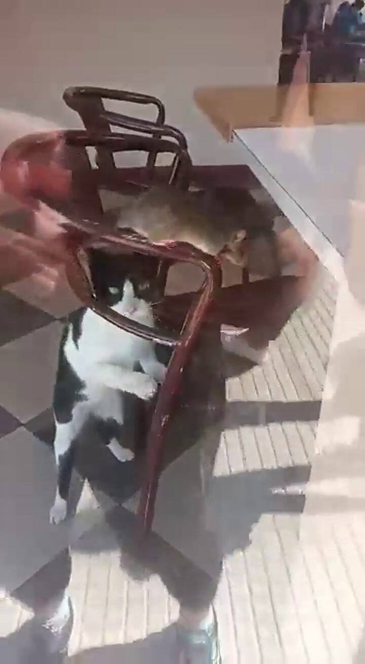 Apareció una rata en una heladería y la explicación que dio el dueño dejó sin palabras a todos