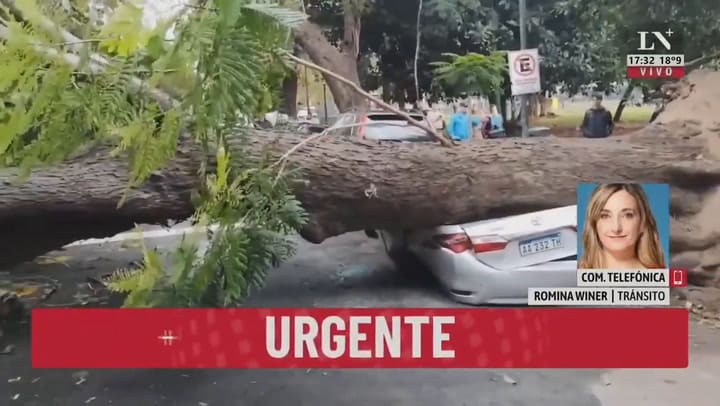 Cayó un árbol en Palermo