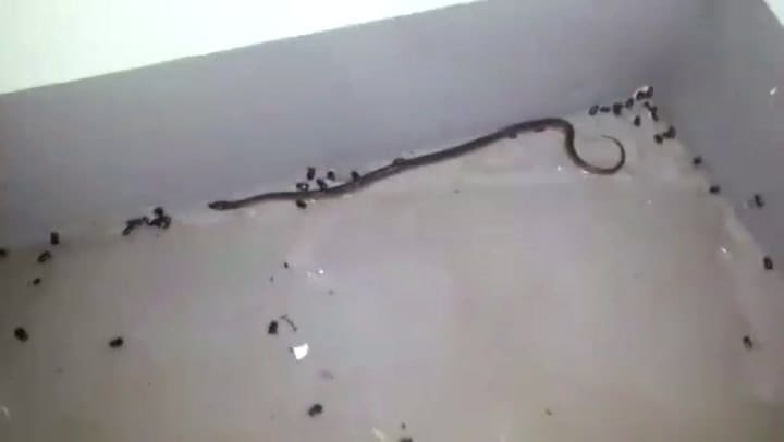 Las malas condiciones en las que Formosa aloja a los varados