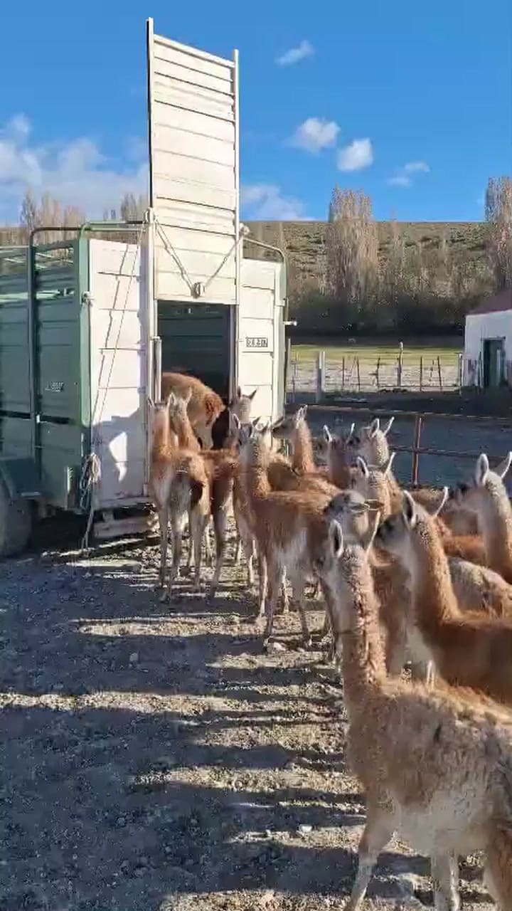 Amansan guanacos en la estepa