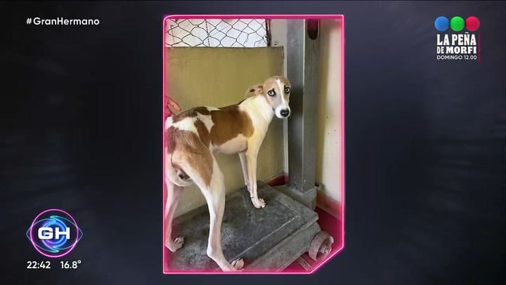 Gran Hermano: la historia de vida de Arturo, la nueva mascota del juego