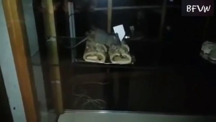 El antecedente de un roedor en la panadería La Burdalesa