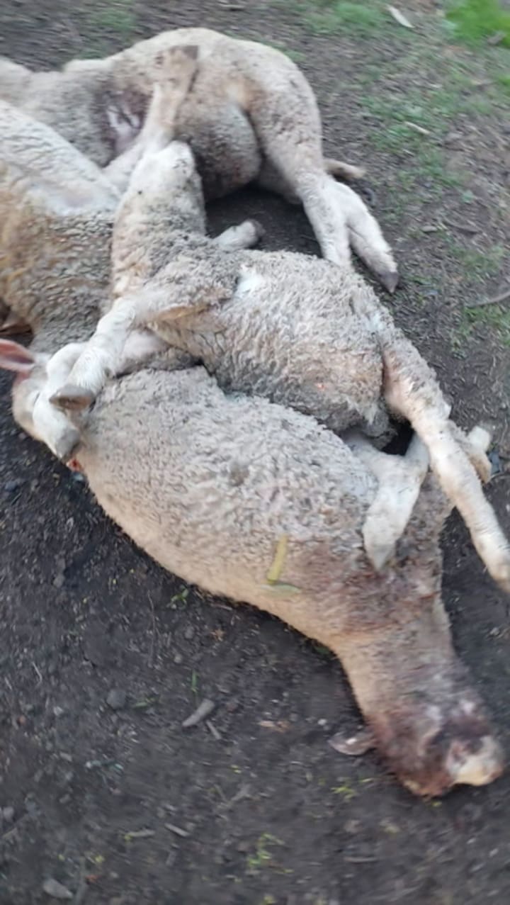 La productora describió el grado de afectación que ya tienen