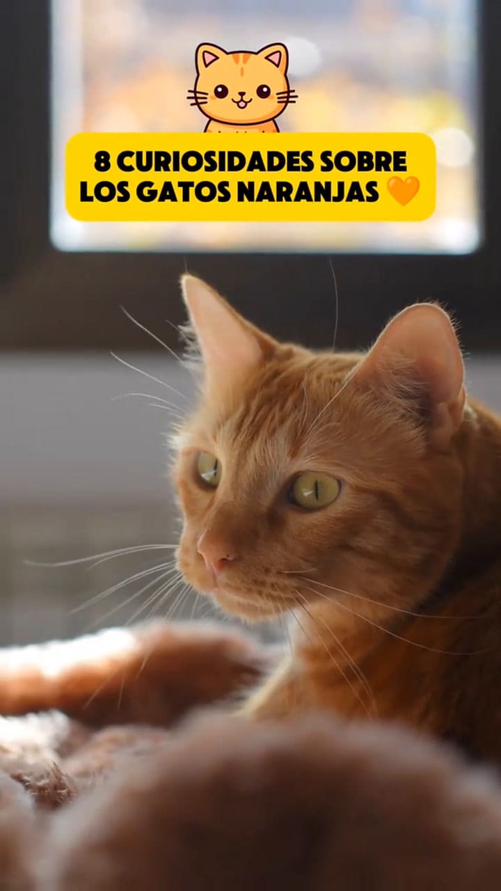 8 curiosidades sobre los gatos naranjas