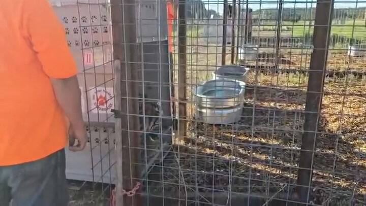Más liberaciones del felinos de Luján en el santuario