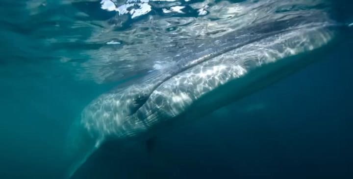 Ballenas sei: el regreso al mar patagónico de una especie desaparecida desde hacía un siglo