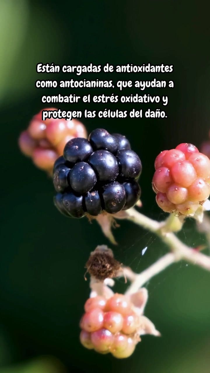 Descubre Por Qué Las Moras Son Un Superalimento Lleno De Beneficios
