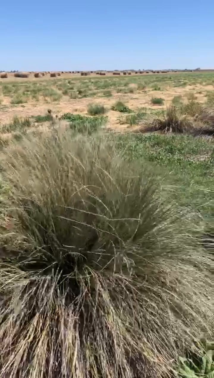 Esparto al costado de laguna seca
