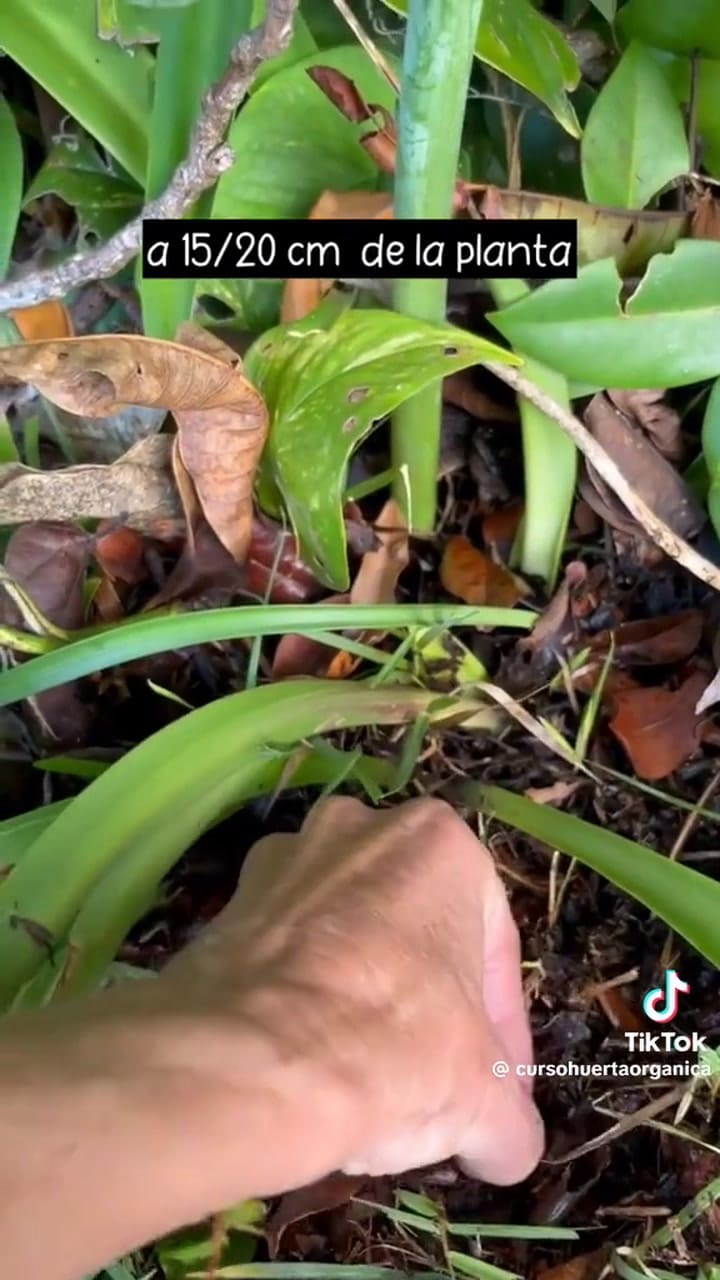 Utilizar aspirina en plantas mejorar su sistema inmunológico haciéndolas crecer más fuertes