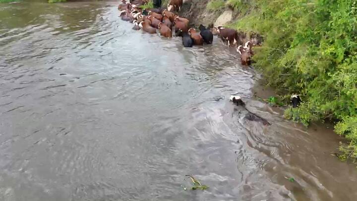 No todos los animales cruzan en barcazas