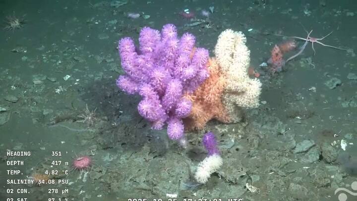 CORAL MULTICOLOR