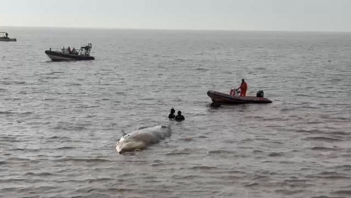 Remolcan a la ballena sin vida