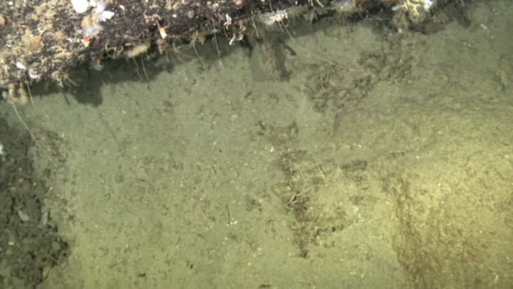 Una nueva especie de tiburón fue descubierta en Asia
