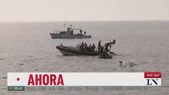 Asi retiraba la Prefectura a la ballena encallada