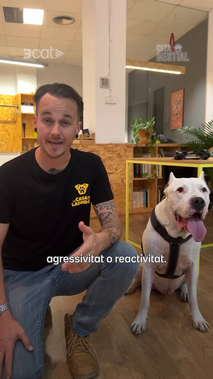 Los consejos del etólogo y educador canino Roberto Llorente