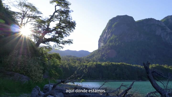 Buscando abejorros nativos en Puerto Blest