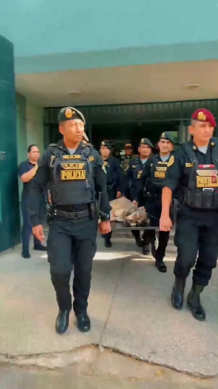La historia de Vaguito: del abandono a convertirse en uno de los grandes símbolos de la Policía peruana