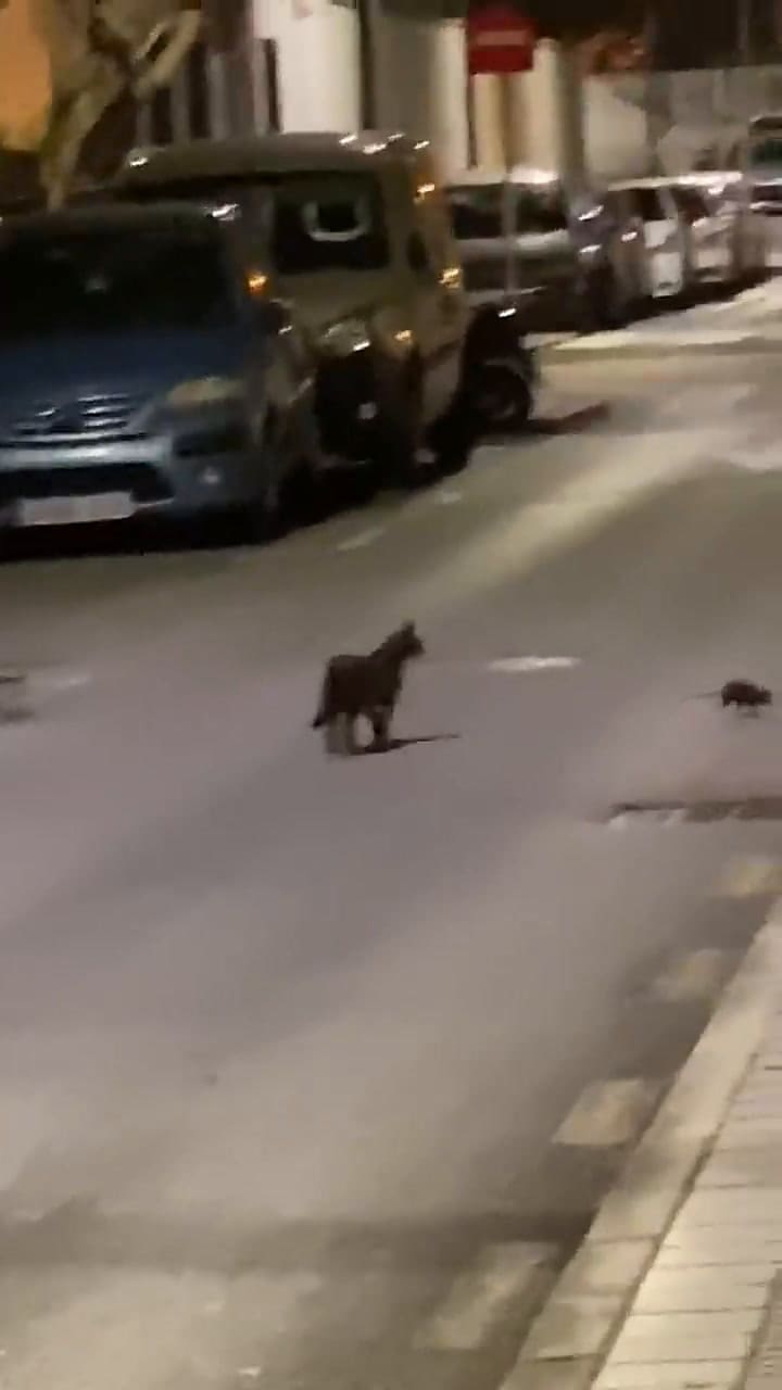 Una rata karateka 'echó a patadas' a un gato - Fuente: YouTube