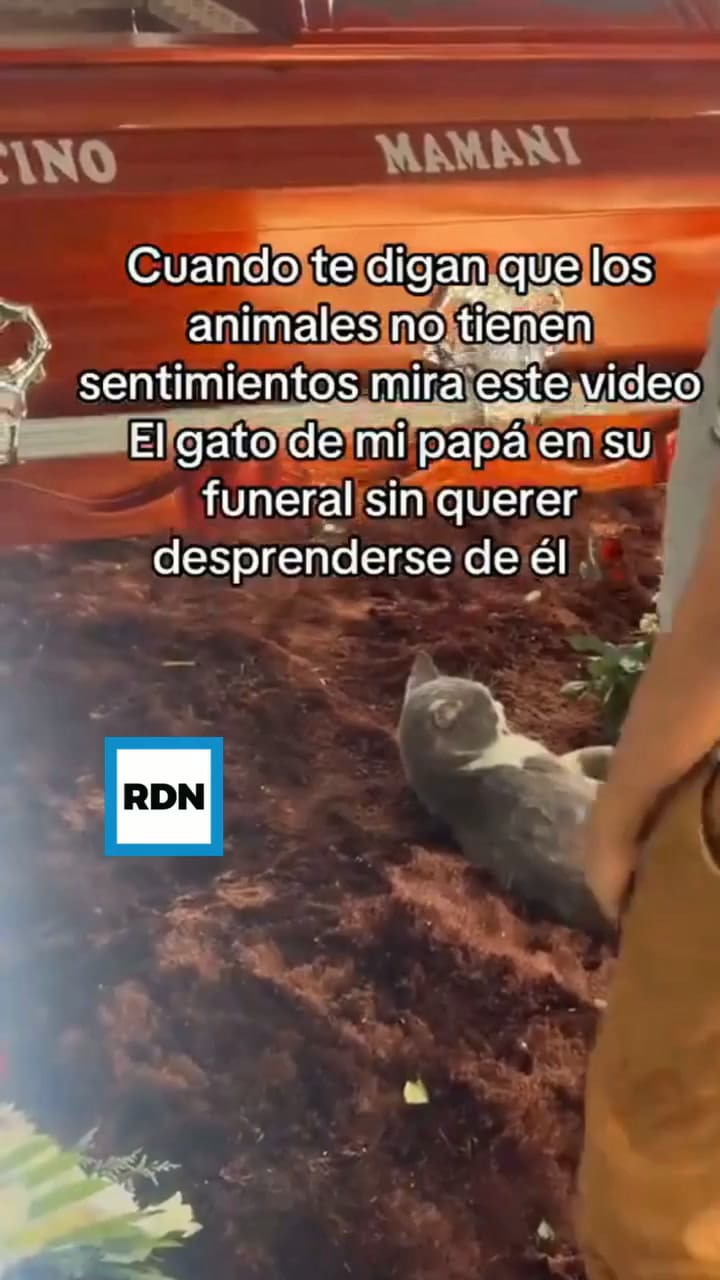Un gato se despidió de su dueño muerto y conmovió a todos