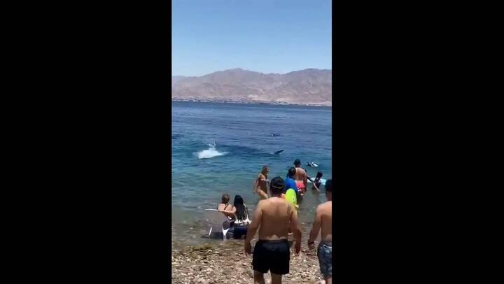 Un tiburón ballena espanta a la gente en una playa de Israel
