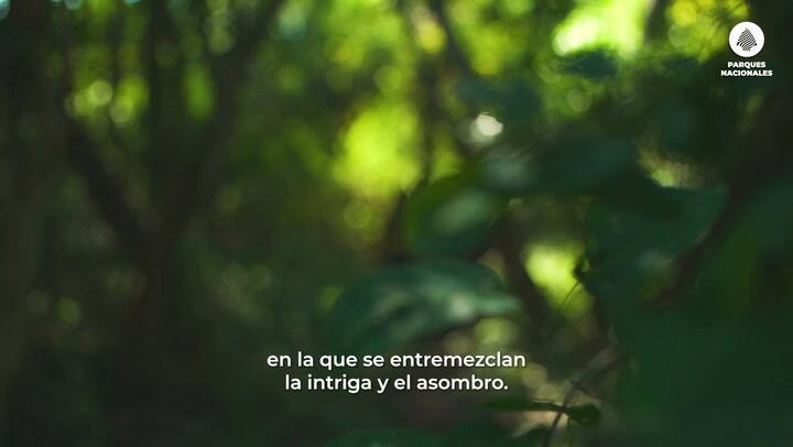 Parques Nacionales: Tierra del Yaguareté