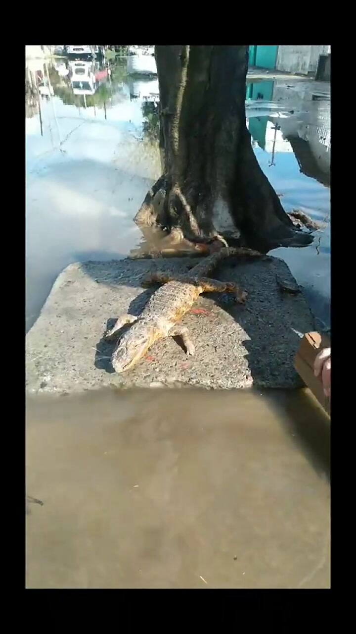 Grabó la inundación en Monte Chingolo y quedó helado al toparse con un animal