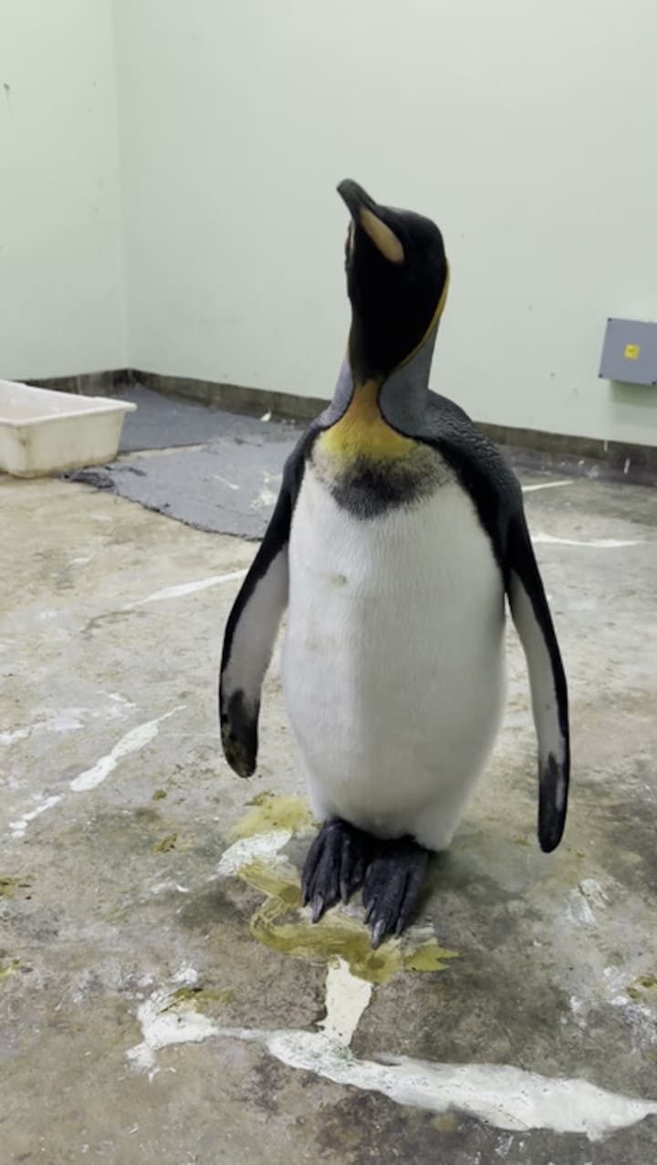 El pingüino rey rescatado en Vicente López