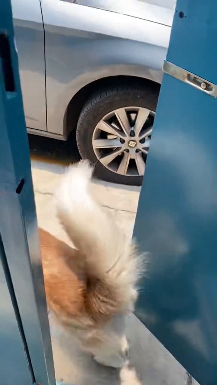 Perro recibe a su dueño