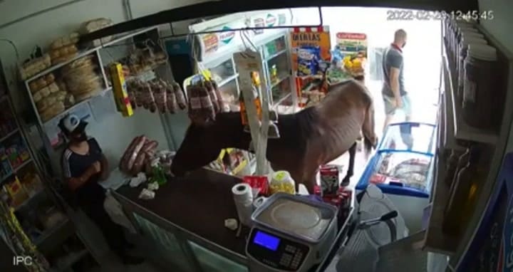 Dos caballos entraron a un almacén en Córdoba