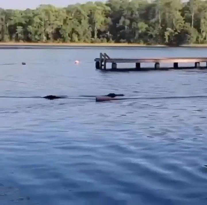 Un caimán aterrorizó a un grupo de niños que nadaban en un lago de Texas