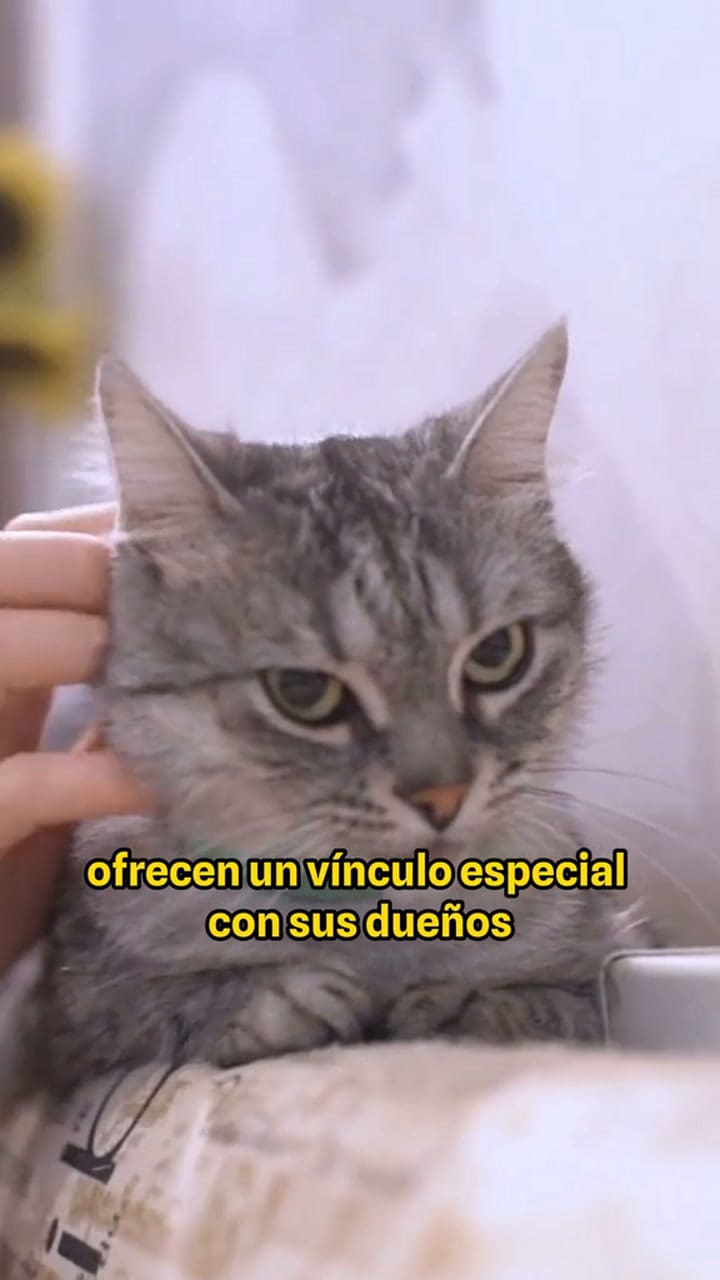 Los beneficios de tener gatos en casa
