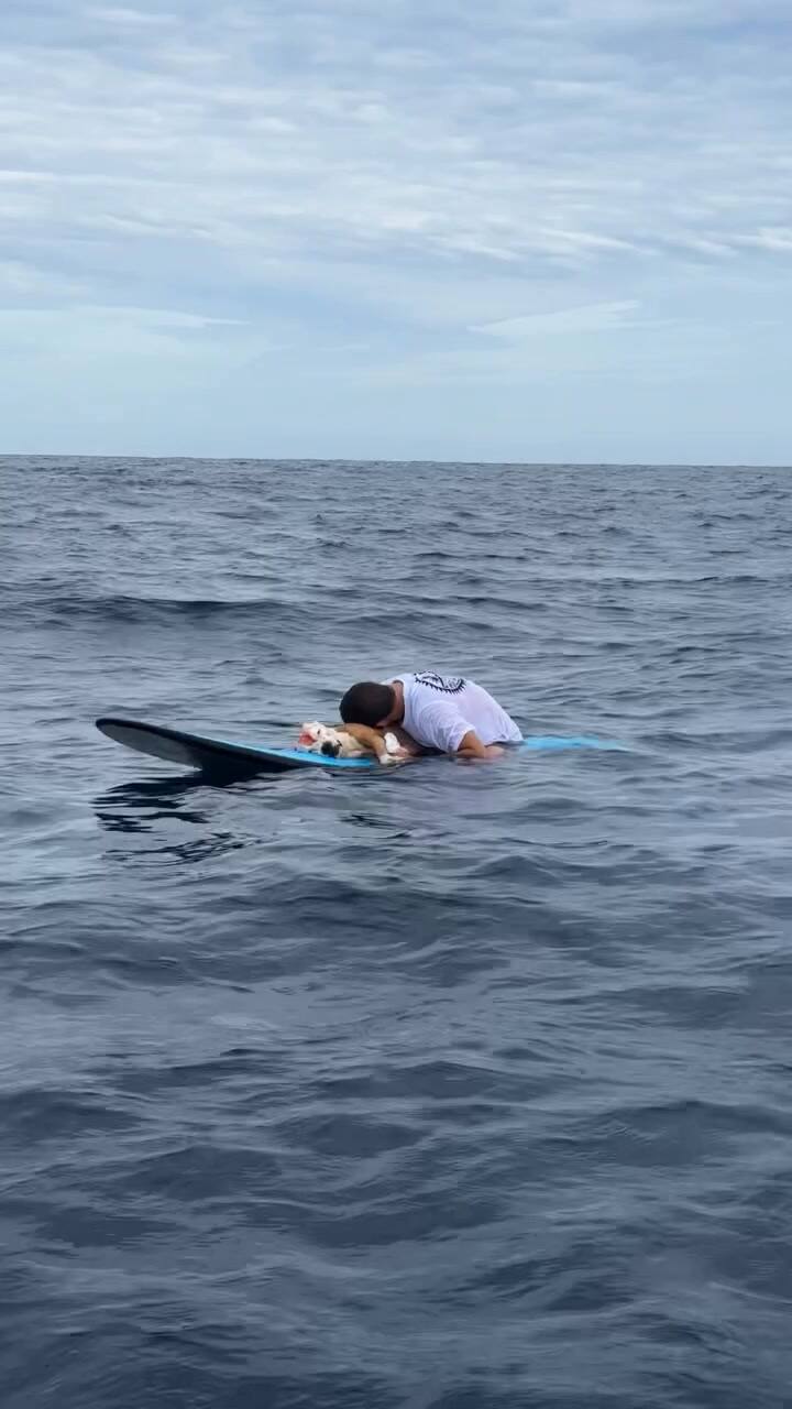 La última despedida de un surfista a su perro en el mar que emocionó a todos